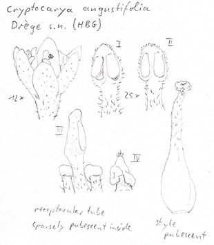 Vorschaubild Cryptocarya angustifolia E. Mey. ex Meisn.